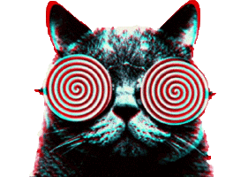 cat.gif