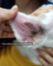 레이저2.jpg