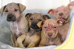 Demodex-Puppies_AGoldPhoto-Pet-Photograp