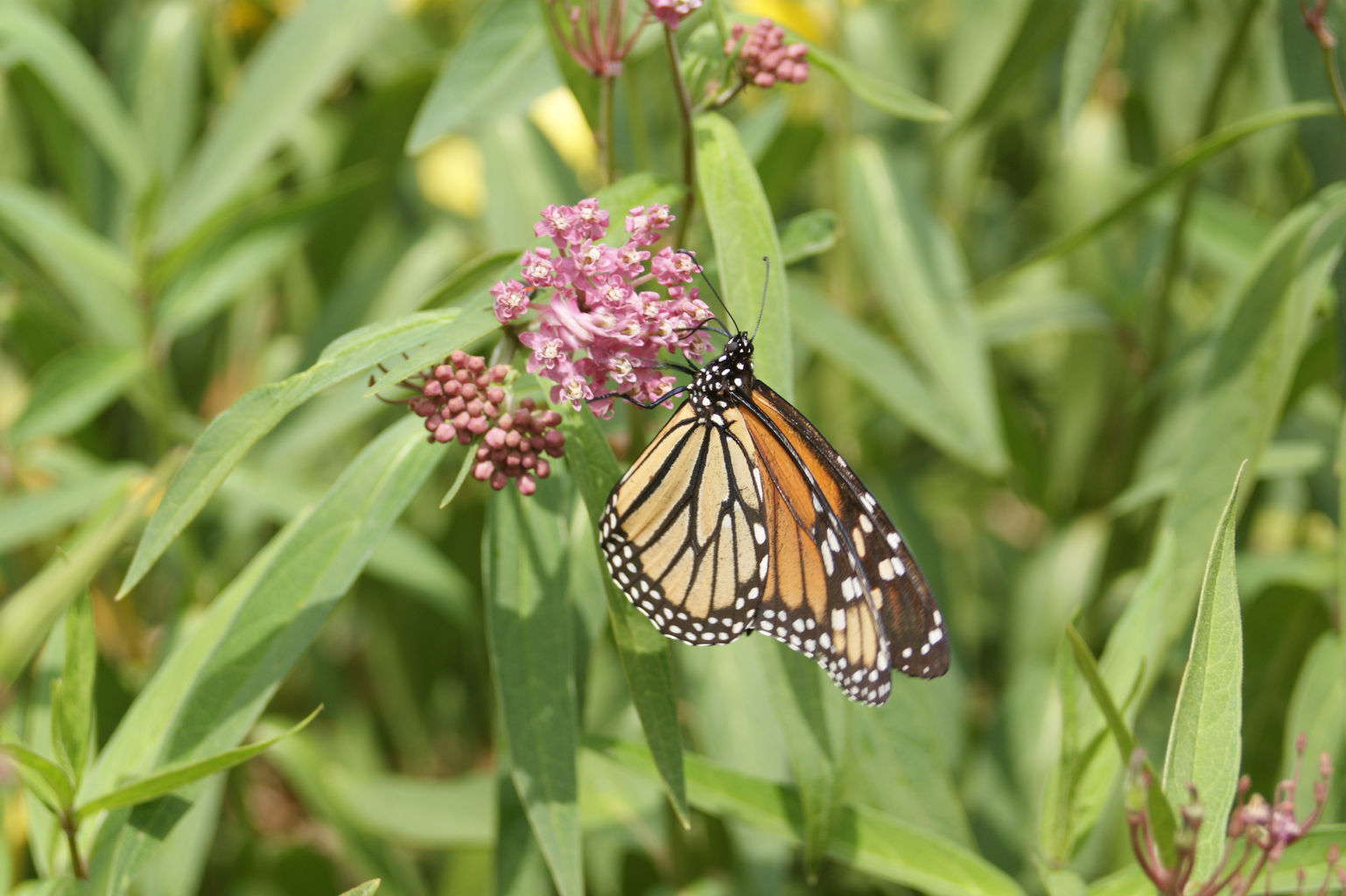 Native Plants of Cape Cod