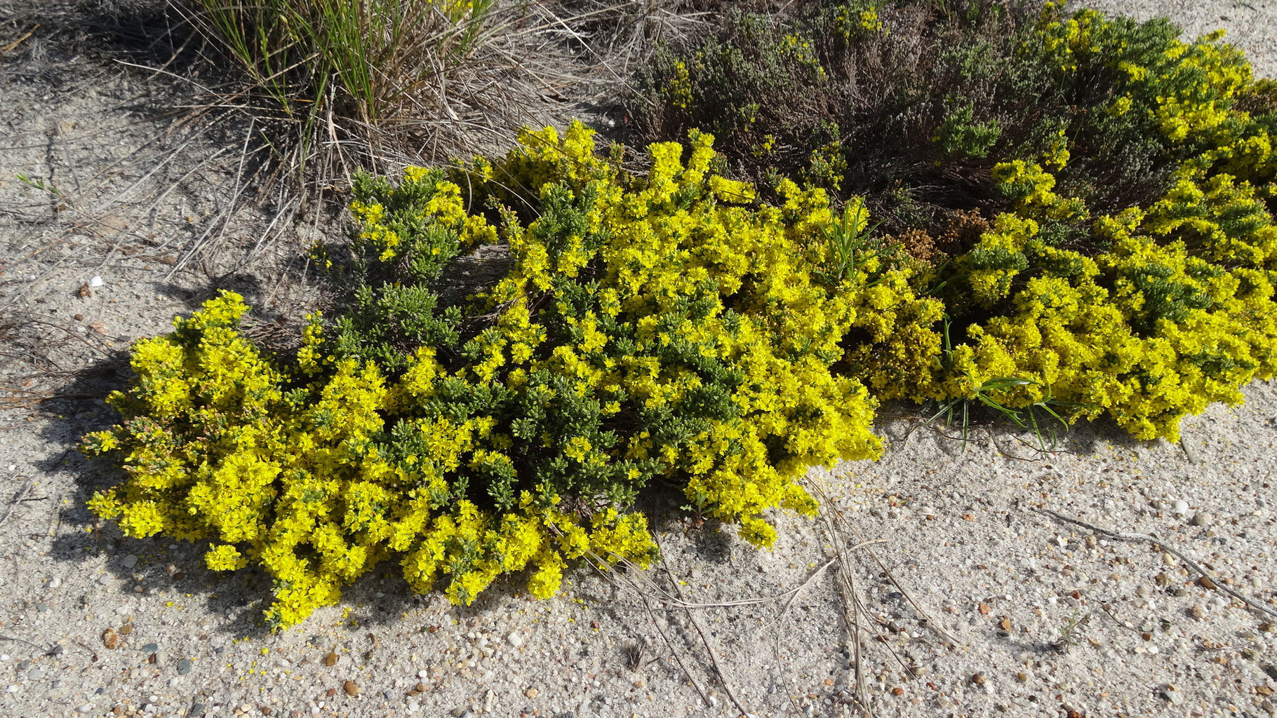 Native Plants of Cape Cod