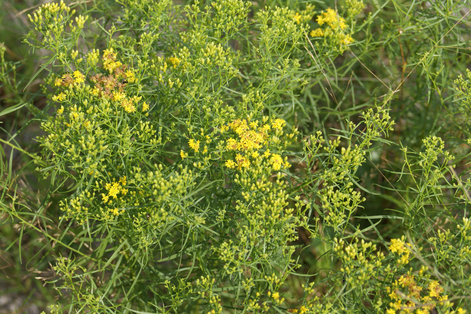 Native Plants of Cape Cod