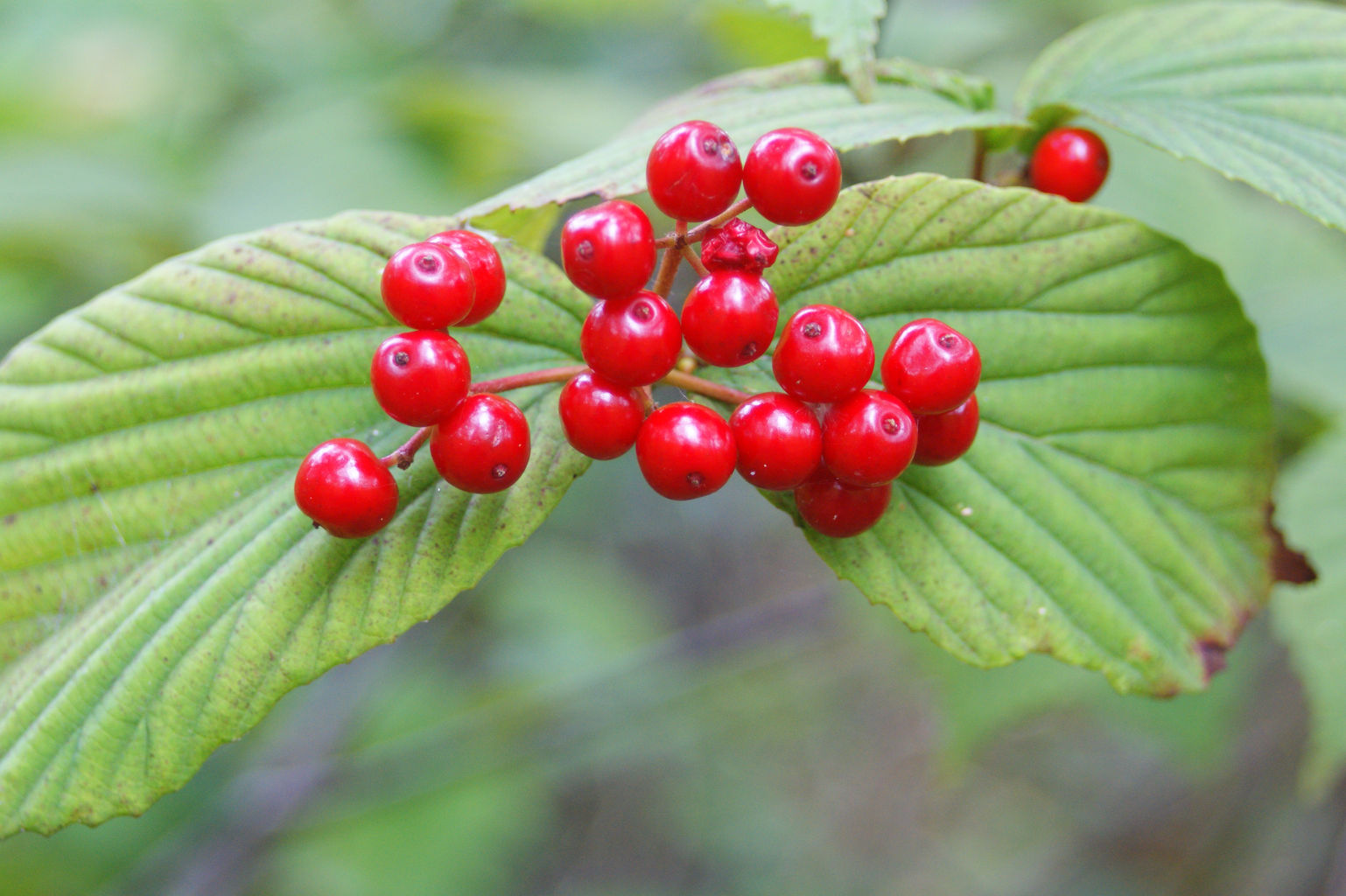 Native Plants of Cape Cod