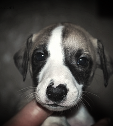 Come allevare un whippet