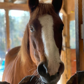 On The Farm Save Your Ass Rescue
