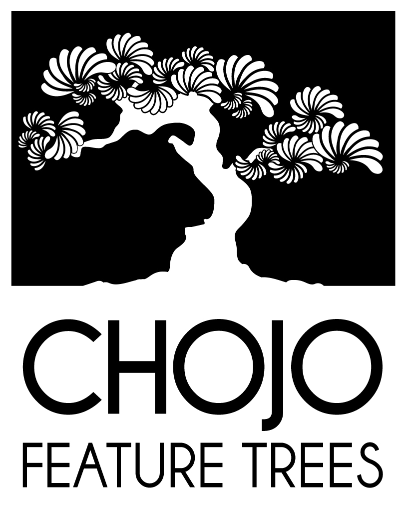 Chojo Feature Trees | Bonsai | Niwaki | Penjing | Melbourne | AU