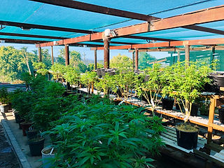pf-ea6dfe2d--Cheeba-Cannabis-Academy-Plettenberg-Bay-Grow.jpg