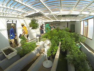 pf-8d71f27a--Plettenberg-Bay-Campus-grow-area-2 (1).jfif