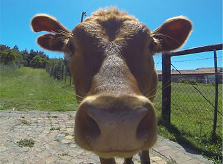 pf-08892211--Plettenberg-Bay-Campus-Cow-Face-Edited (1).jpg