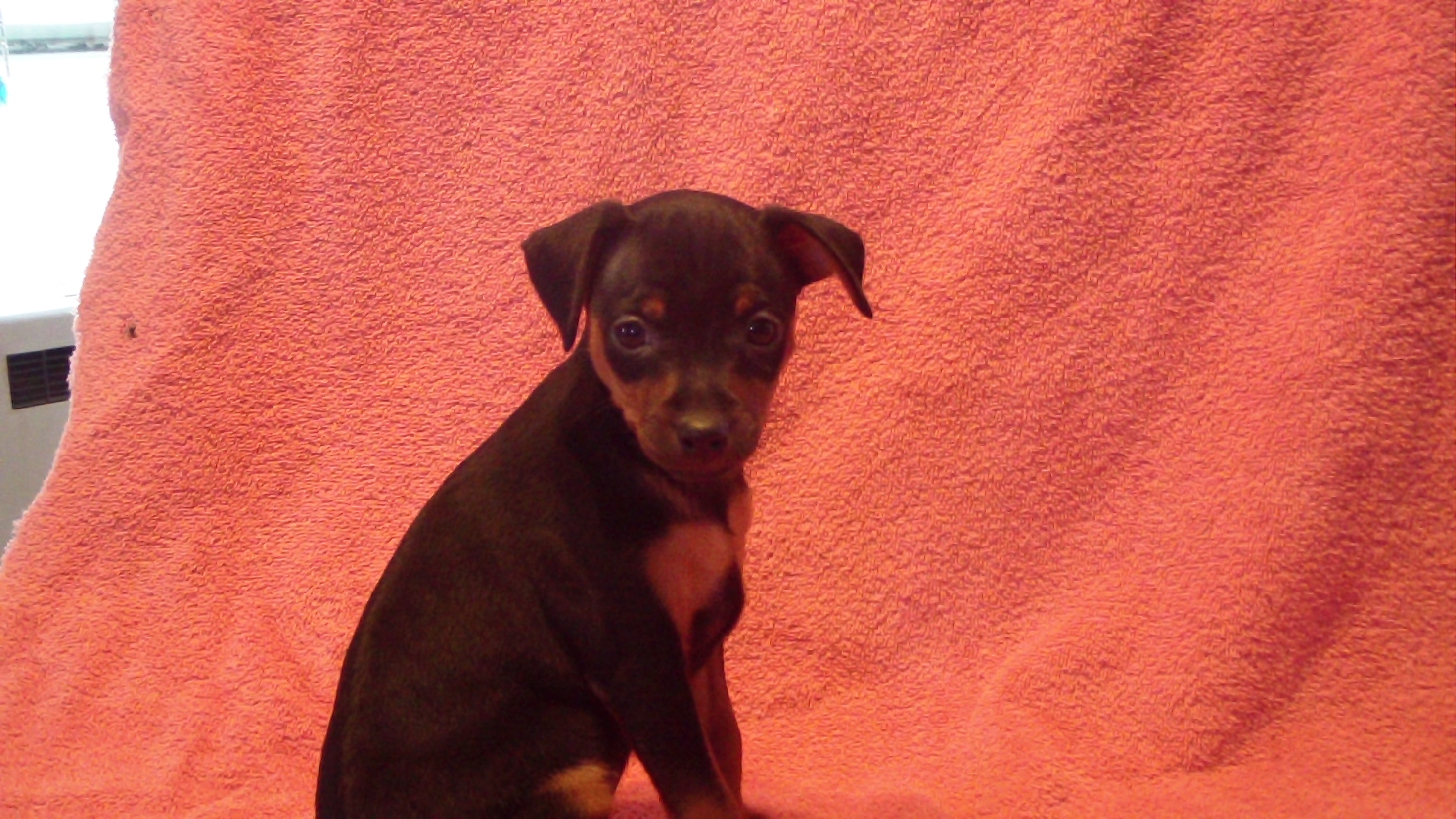 Glori's MinPin Puppies for sale in Wisconsin