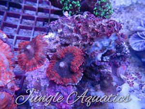 34c1b8_4b5e58aaf3864acd85fe0ed6304d84e2.jpg_srb_300_300_75_22_0.50_1.20_0.00_jpg_srb