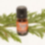 Western Red Ceda Essential Oil