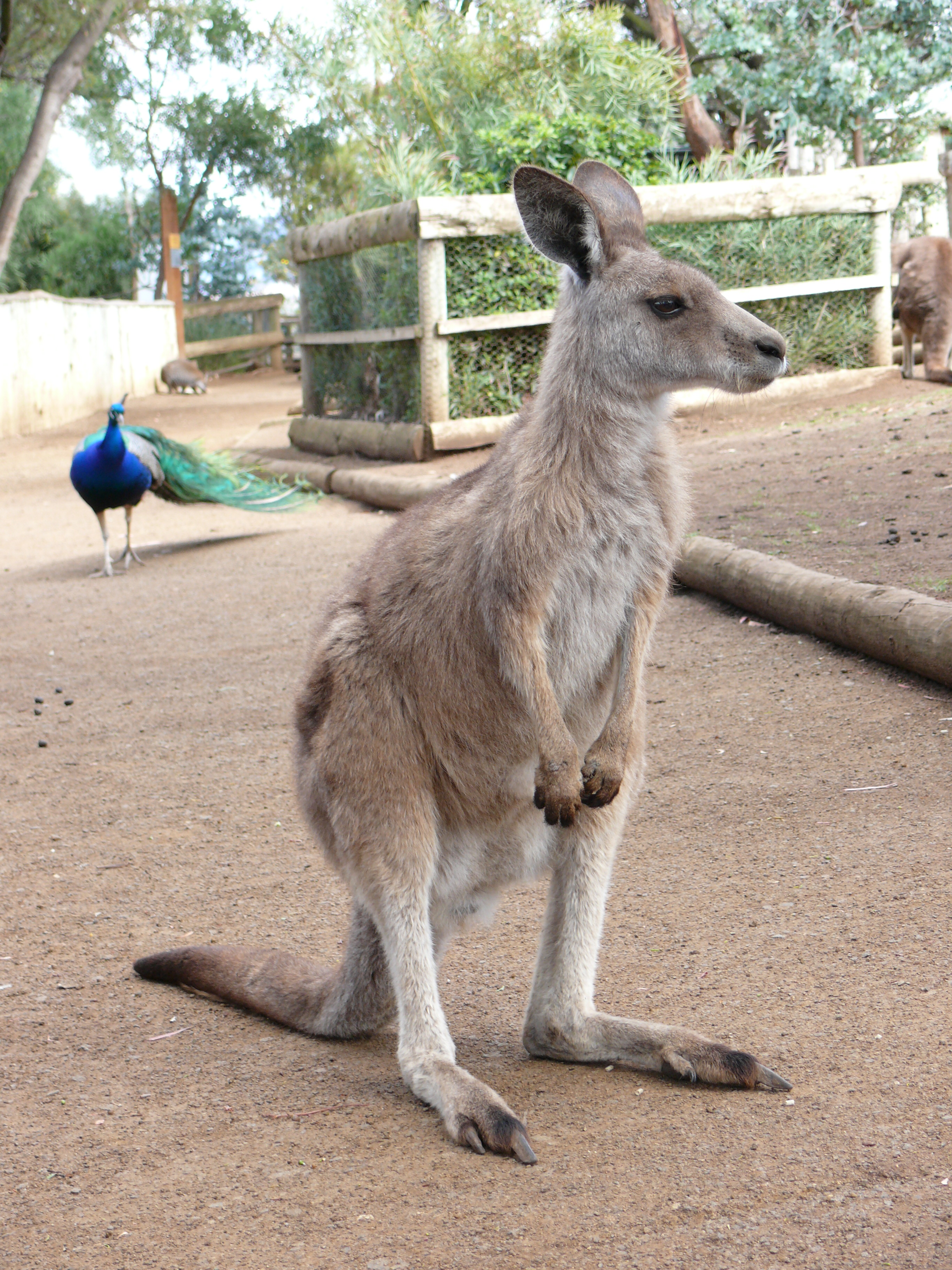 Platz 20: Australien
