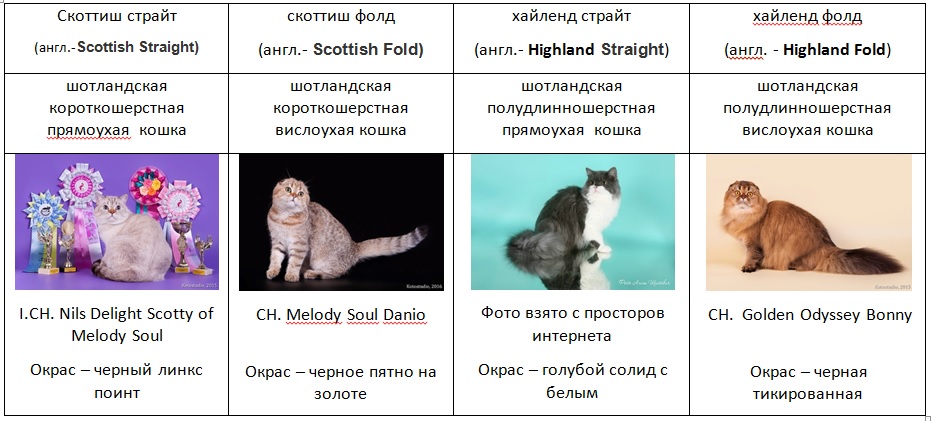 Скоттиш Фолд Окрасы Таблица С Фото — Фото Картинки