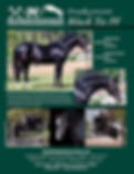 black tie stallion flyer 5 10-1.jpg