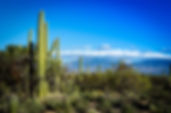 scottsdale arizona, natural pet, jodie gruenstern, vet arizona