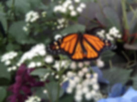 papillon.jpg
