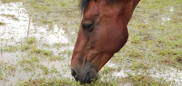 potomac horse fever
