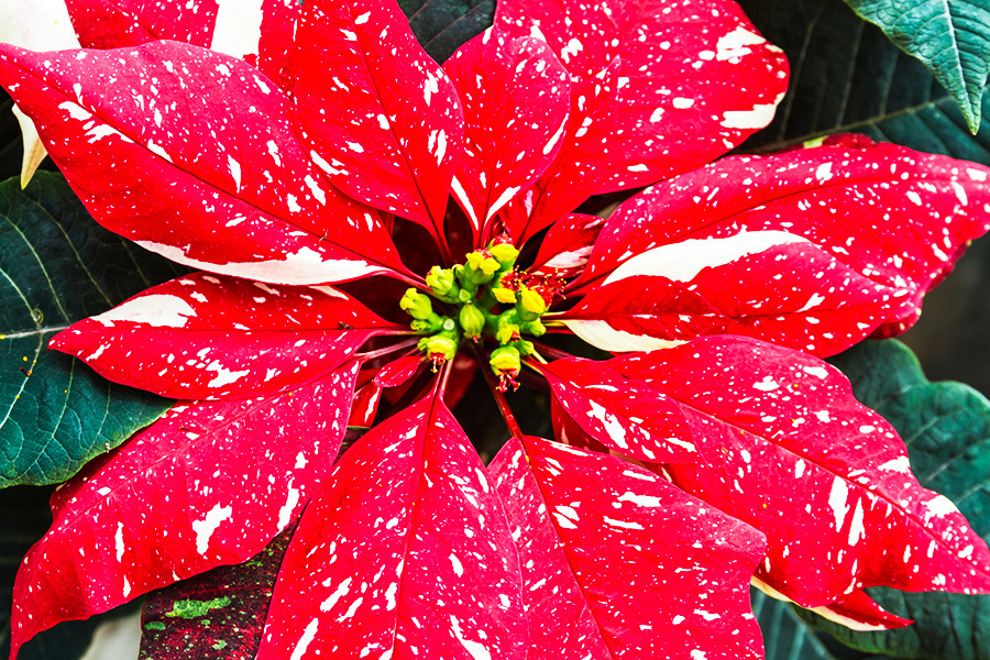 Cuida a tu Nochebuena