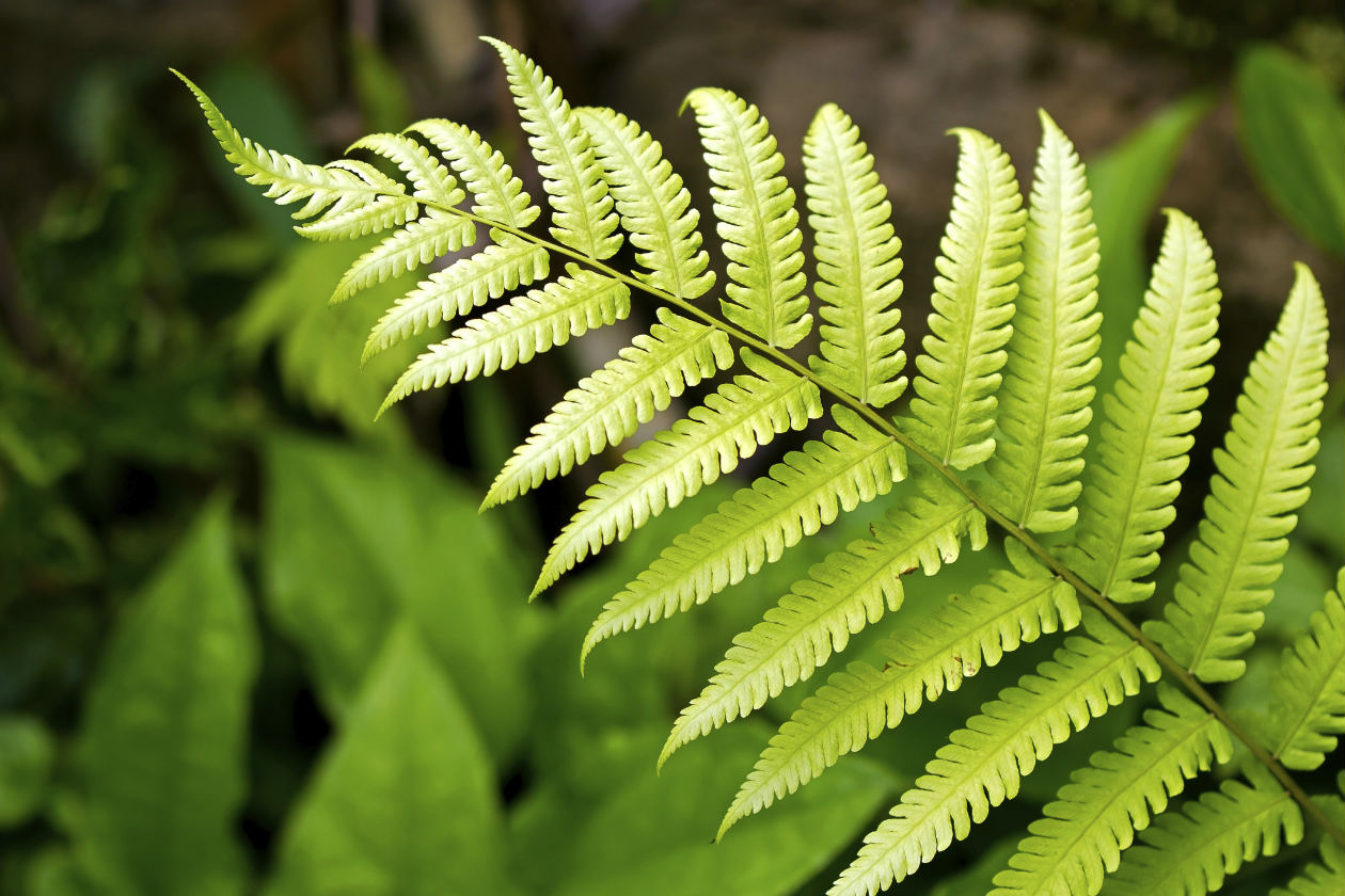 Helechos | http://honestychanuc.wix.com/plantas