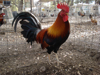 Resultado de imagen para gallo radio