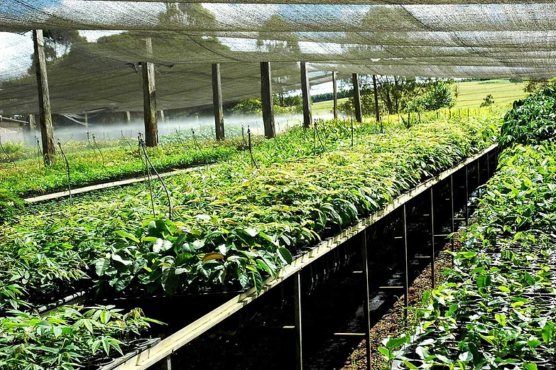 VIVEIROS FLORESTAIS PDF DOWNLOAD VIVEIROS FLORESTAIS PDF DOWNLOAD