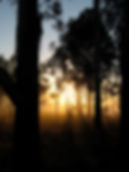 Sunrise through gums COunsellor Sydney