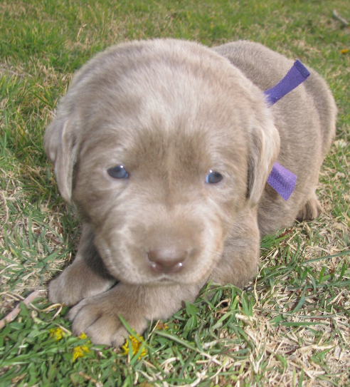 lab puppies for sale ohio labrador retriever for sale near lima findlay ohio breeds picture lab puppies for sale ohio labrador retriever for sale near lima findlay ohio breeds picture