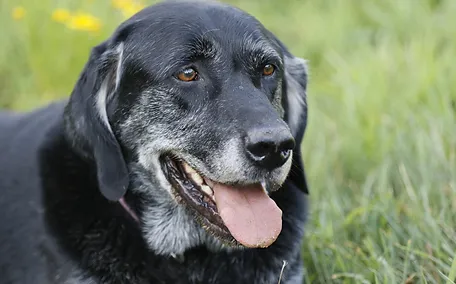 patterdale terrier puppies for sale near me