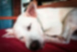 Lumi (1 of 1).jpg