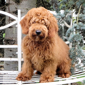 labradoodle puppies for sale in alabama raisdoodles australian labradoodle puppies uk labradoodle puppies for sale in alabama raisdoodles australian labradoodle puppies uk