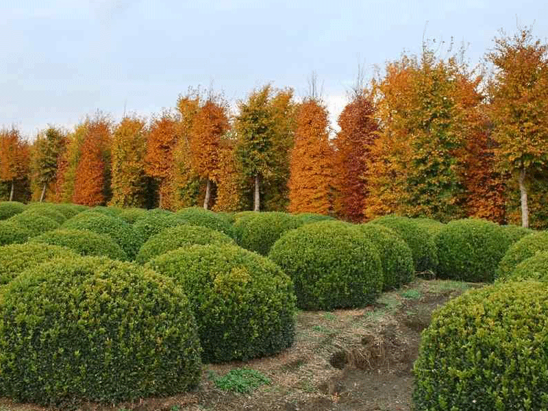 topiary-and-semi-mature-trees.gif