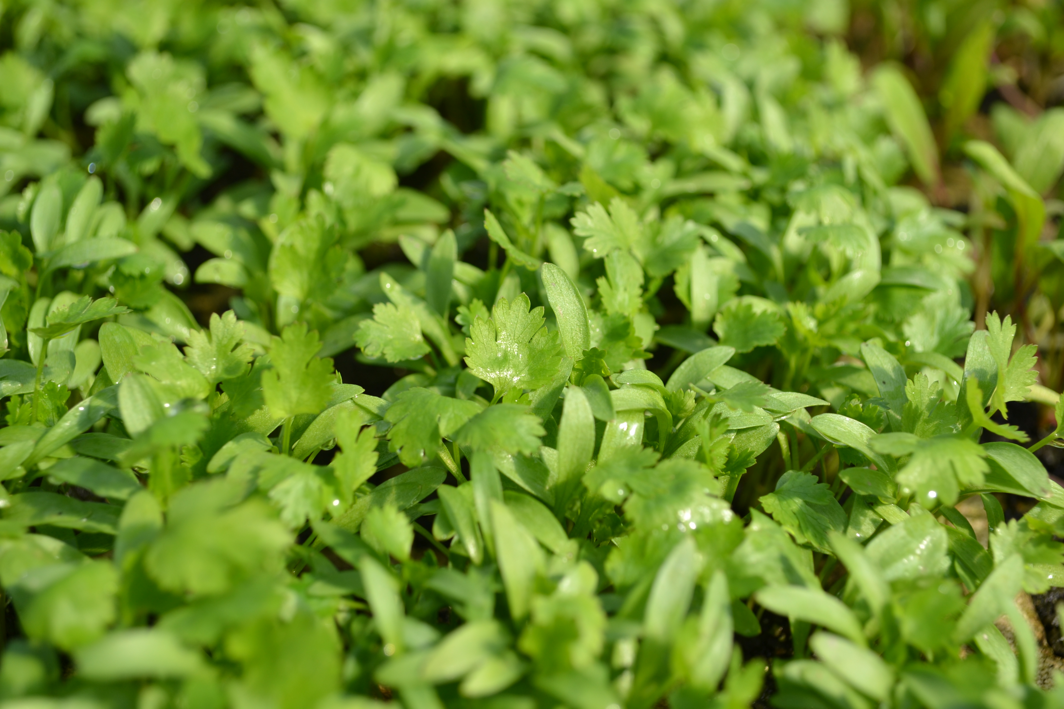 Calusne Farms - Brotos, Ervas, Flores Comestíveis e Folhosos