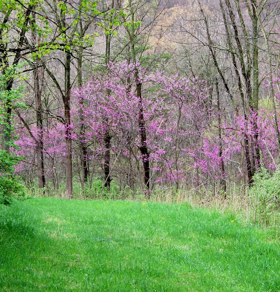 Rent Cabins In Central Pennsylvania Resort Cabins Camping In
