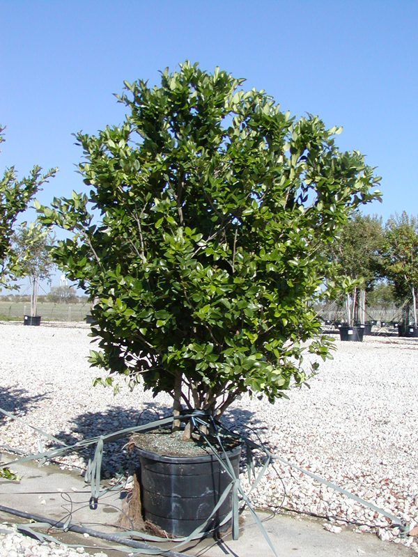 30 gallon wax myrtle 30 gallon wax myrtle