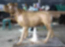 Clay dog model in bronze statue lost-wax process