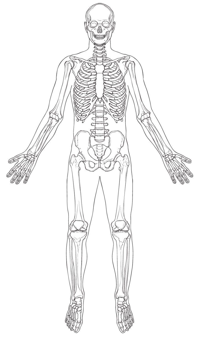 worksheet Blank Skeleton Worksheet blank skeleton worksheet abitlikethis worksheet