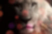 lion-2336401_1280_edited_edited.jpg
