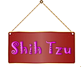 shih tzu breeders nh new hshire shih tzu puppy breeder shih tzu breeders nh new hshire shih tzu puppy breeder