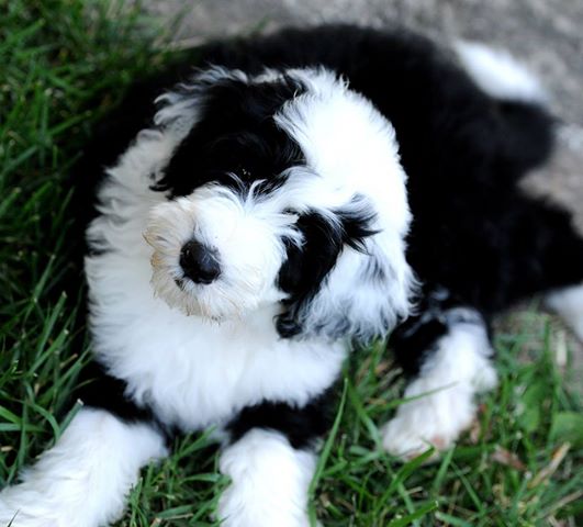 shepadoodle puppies for sale sheepadoodle puppies for sale in florida autos post shepadoodle puppies for sale sheepadoodle puppies for sale in florida autos post