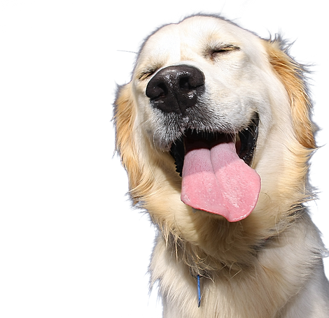 Home | Laughing Dog Training and Services