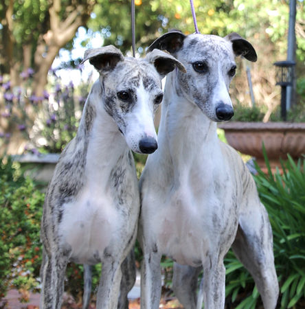 MOLLYS WHIPPETS crop out the leads.jpg