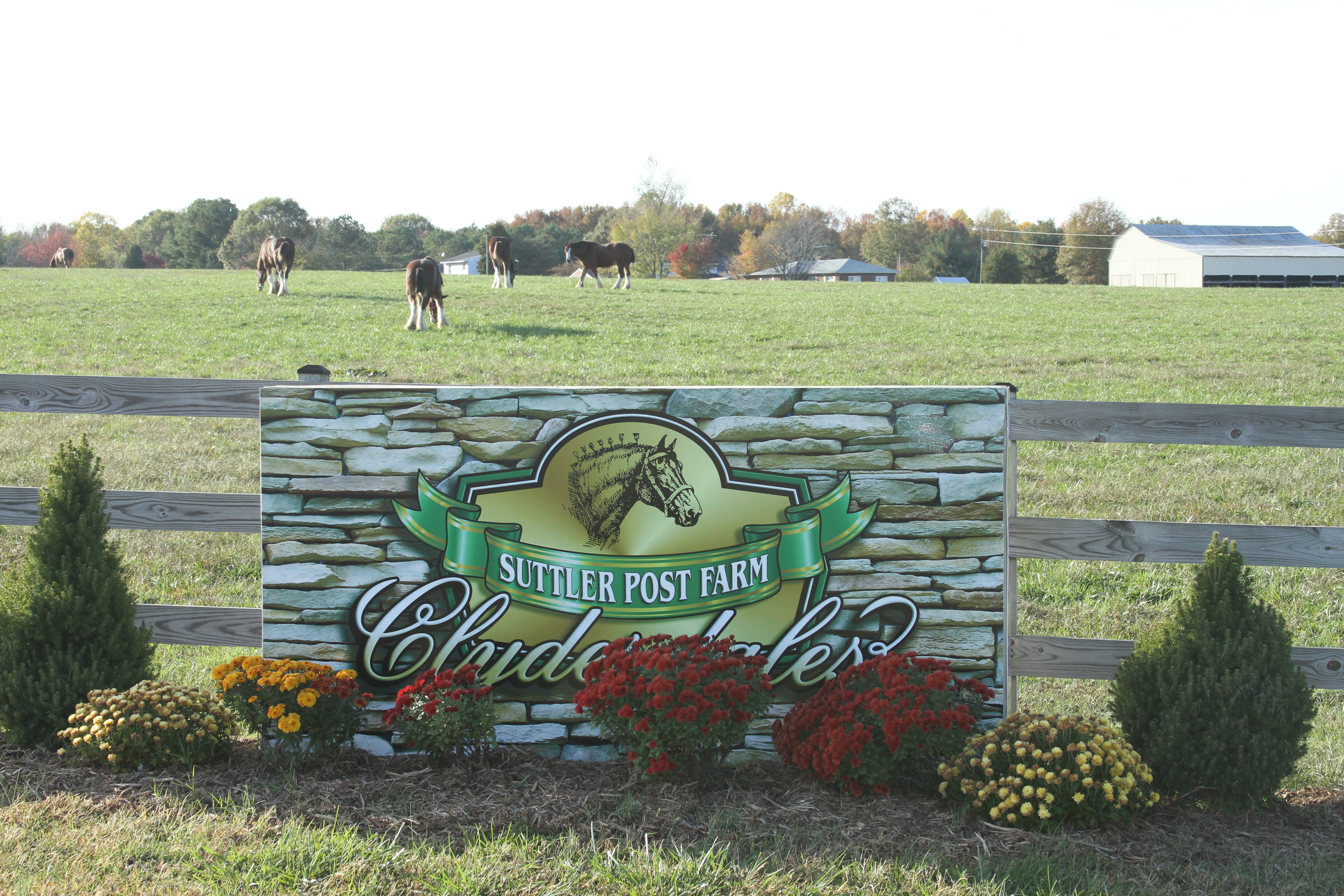 Suttler Post Farm Clydesdales