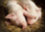 pigs.jpg