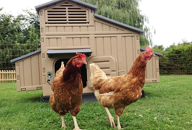 Large plastic chicken coop