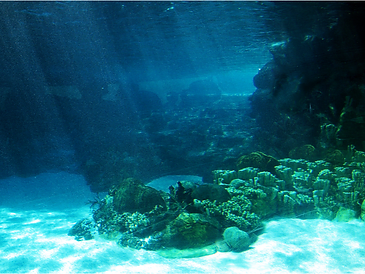the aquatic biome the aquatic biome aquatic biomes