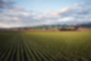 agriculture-clouds-country-974314.jpg