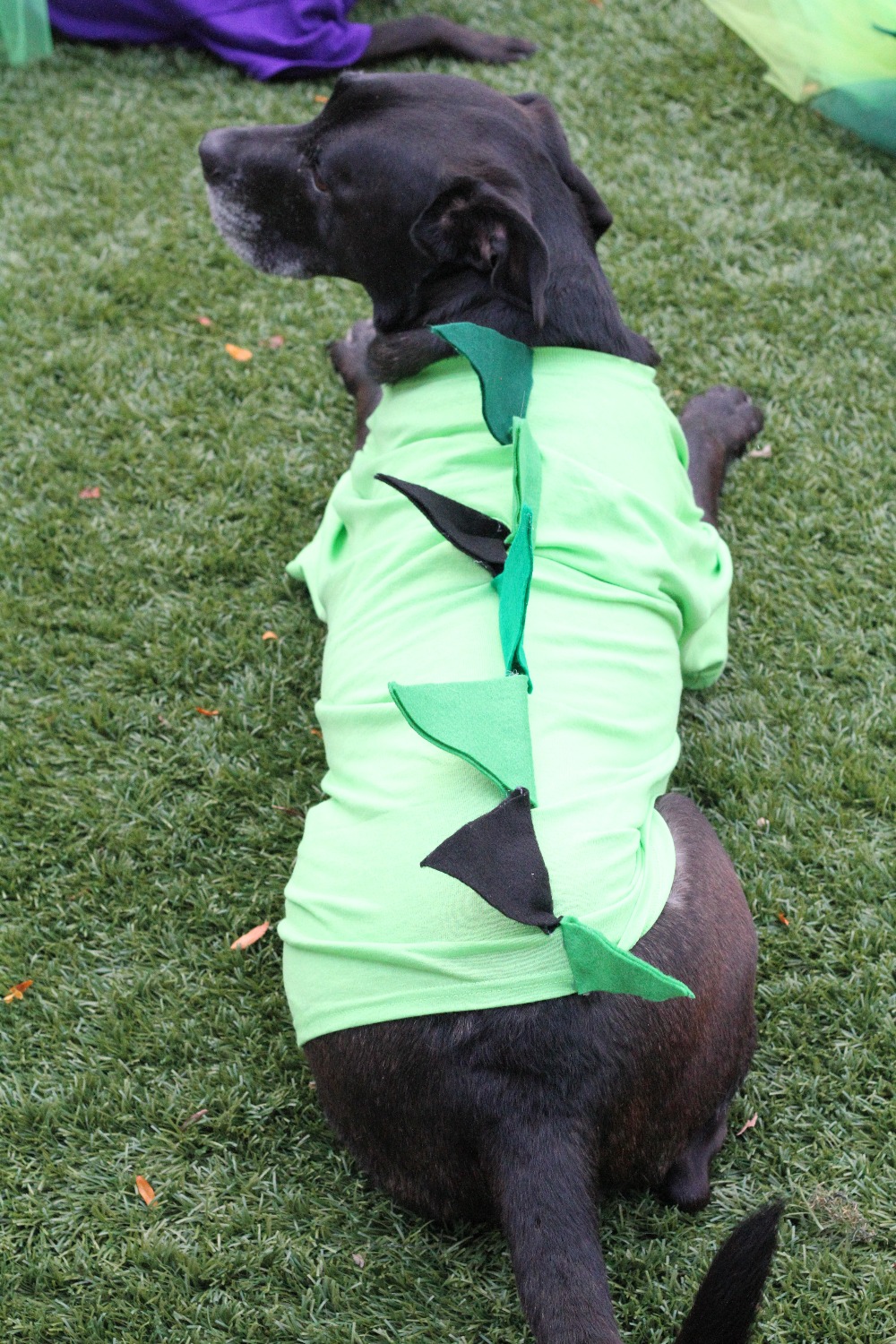 DIY Dinosaur Halloween Costume The DIY Dog Mom