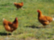 Pastured hens