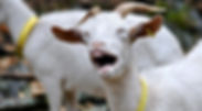 Goats at Håøya Naturverksted, Oslo, Norway